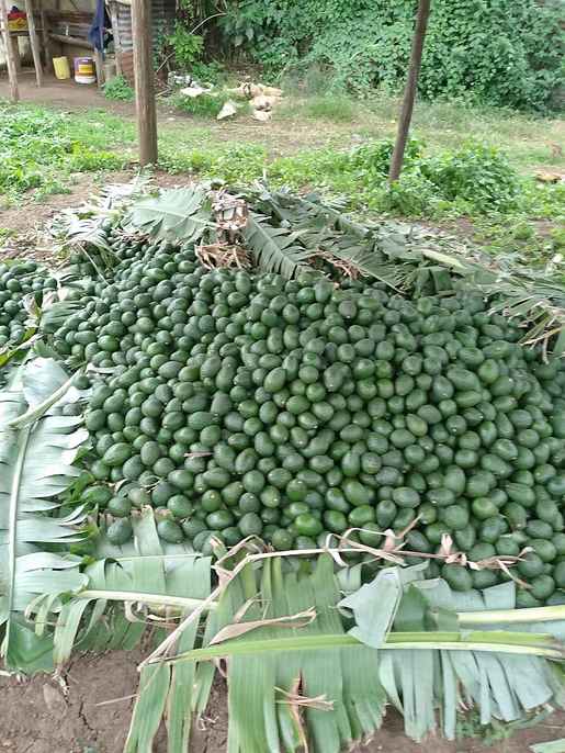 Freshly harvested avocados piled on banana leaves