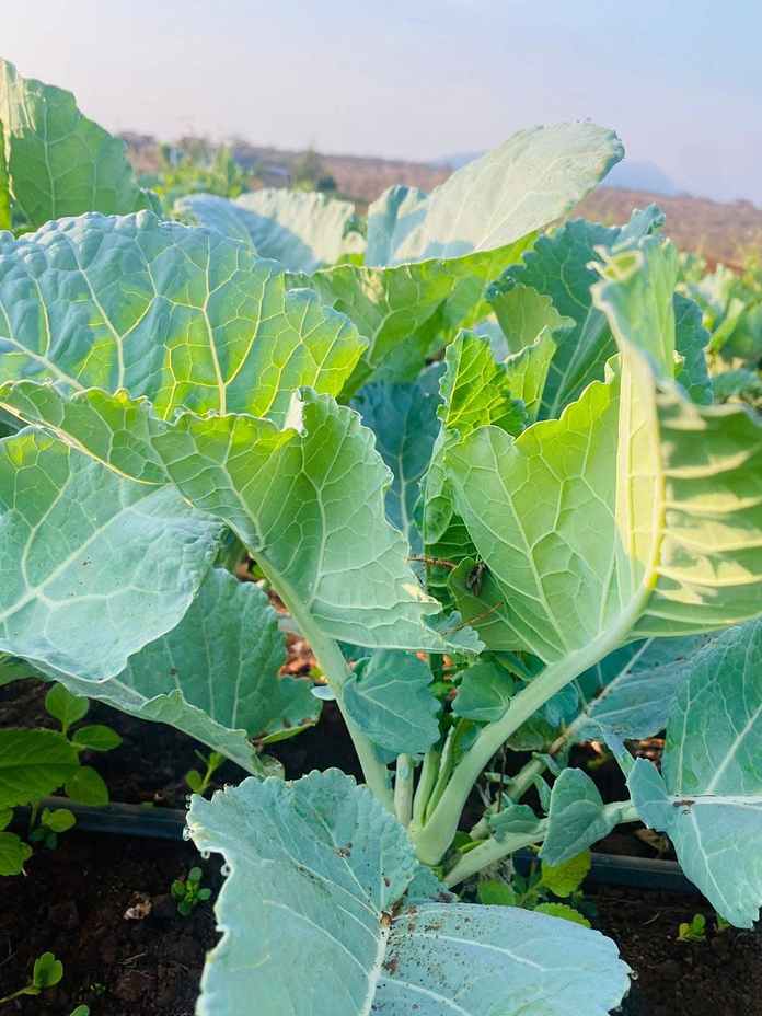 A cabbage plant growing in the field