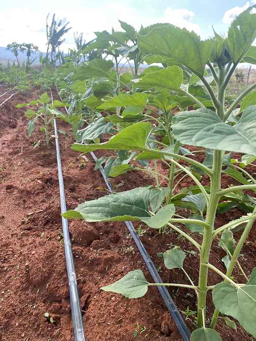 An eggplant field laid out with drip irrigation lines
