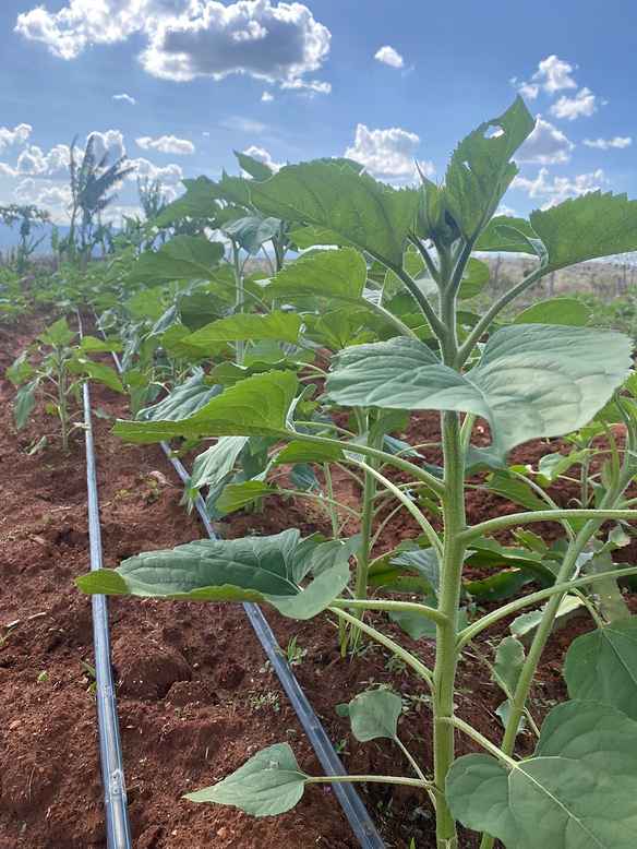 Young eggplant seedlings growing on drip irrigation