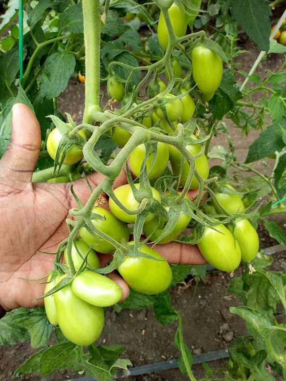 A hand holding a cluster of green tomatoes on the vine