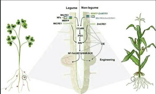 Diagram comparing root nodules of legume and non-legume plants