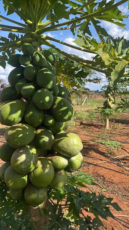 Papaya fruits clustered on the tree