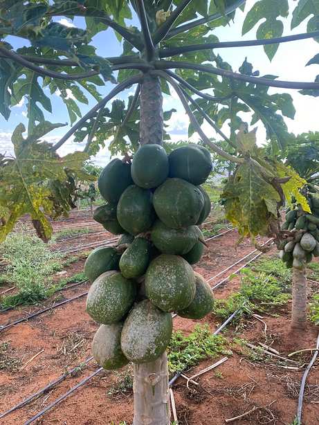 Papaya fruit cluster hanging from the trunk