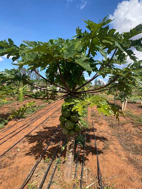 A young papaya tree watered by drip irrigation