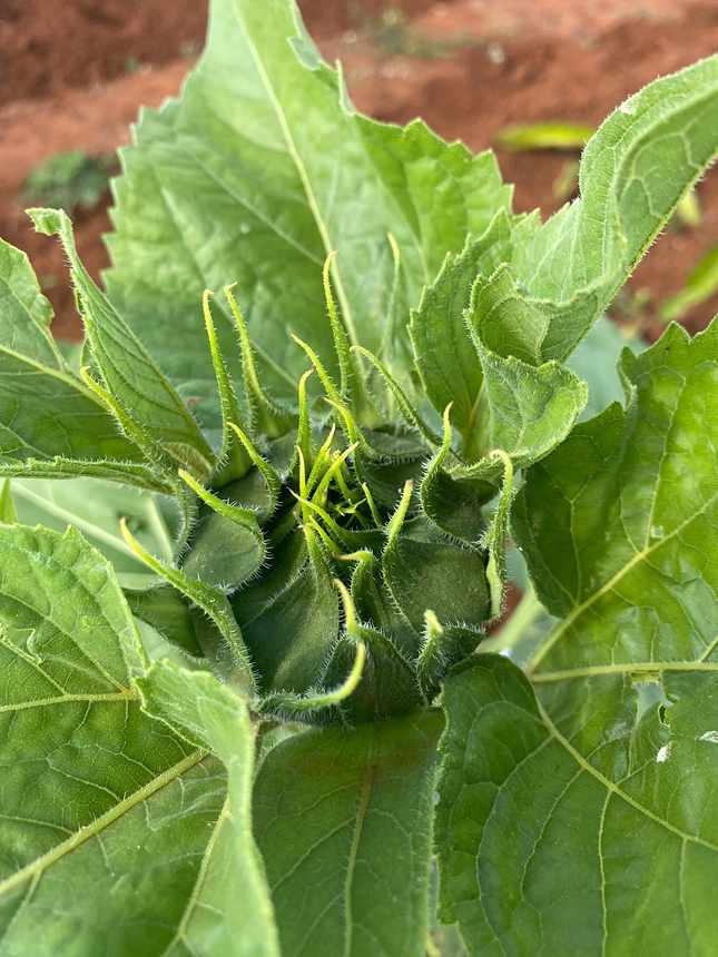 Close-up of a squash plant in the field