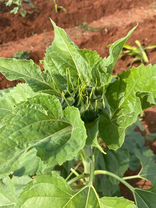 A young squash plant in red volcanic soil