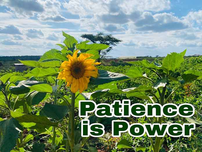Sunflower field carrying an AFarmers 'Patience is power' message