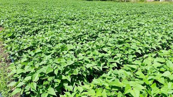 Close view of a green bean field