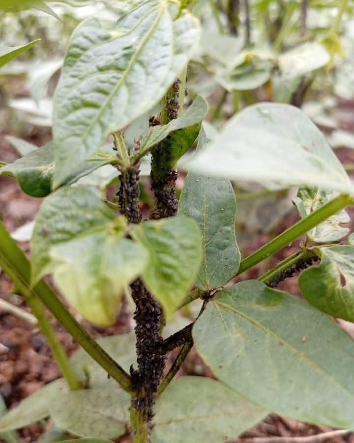 Aphids clustered on a bean plant stem, a common pest