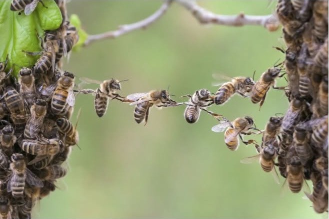 Honeybees forming a living bridge on a branch
