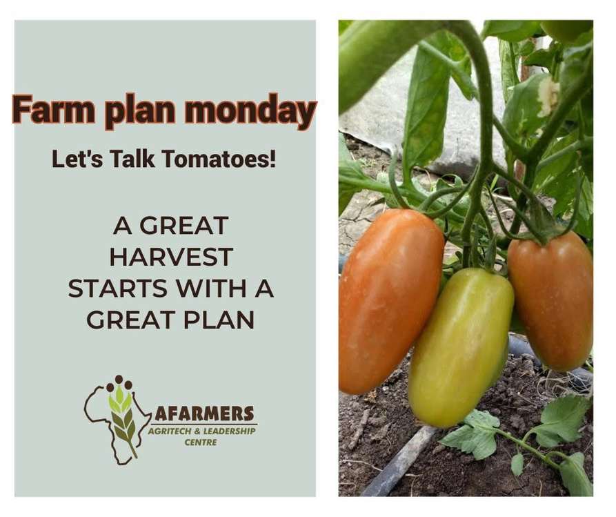 Farm Plan Monday graphic - let's talk tomatoes