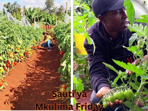 Sauti ya Mkulima Friday graphic with a tomato farm collage
