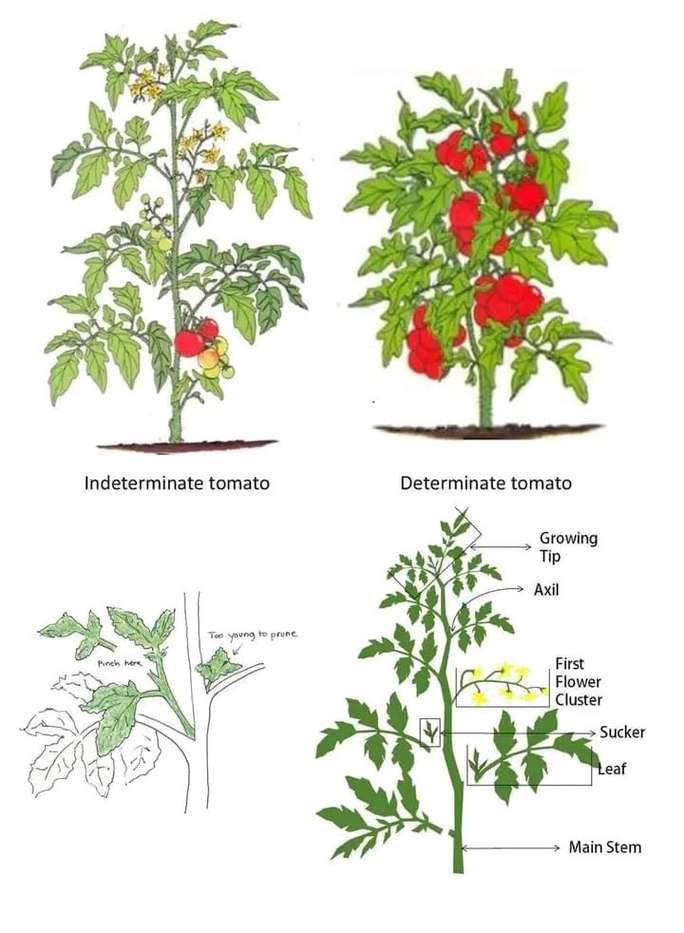 Diagram comparing determinate and indeterminate tomato varieties