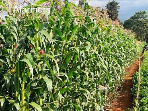 Rows of maize in a field
