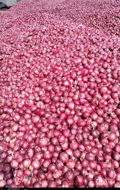 A bulk pile of freshly harvested red onions in the field
