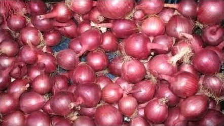 Close-up of a bulk pile of red onions