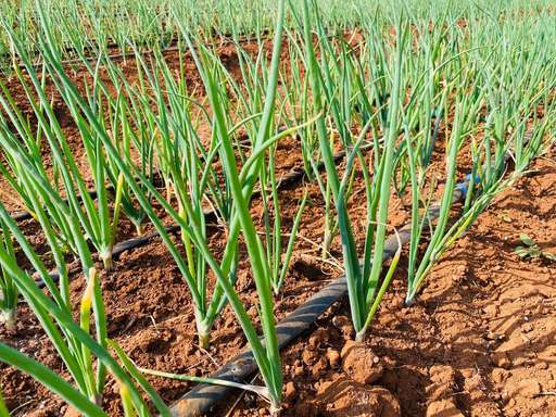 Onion seedlings along a drip line in red soil