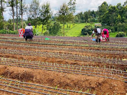 Workers among drip-irrigated onion rows during a practical session