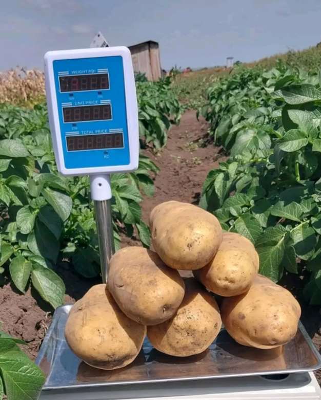 Potatoes being weighed on a digital scale in the field