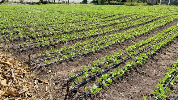 Young crop rows watered by drip irrigation ahead of the rains