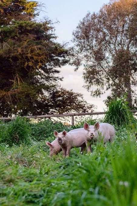 Two pigs grazing on pasture