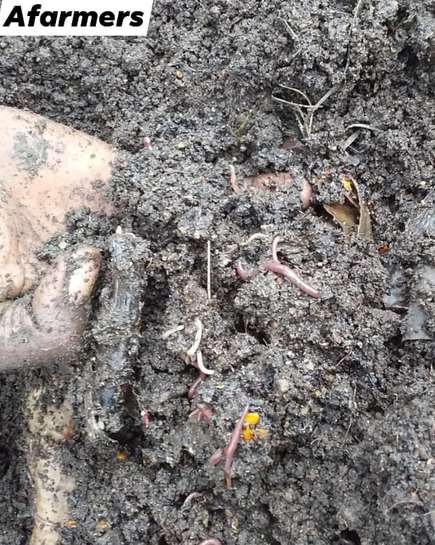 Compost-rich soil with earthworms held in a hand