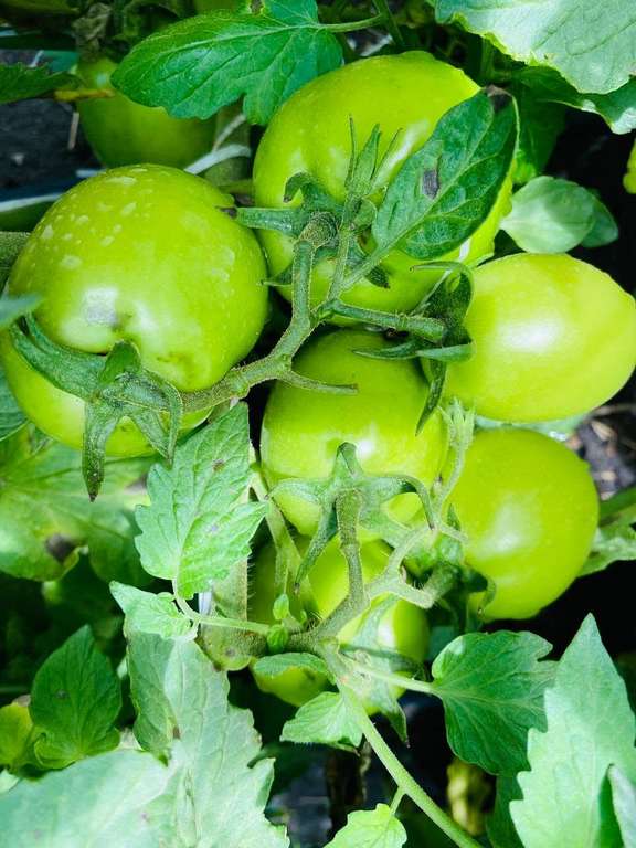 Close-up of green tomatoes on the vine