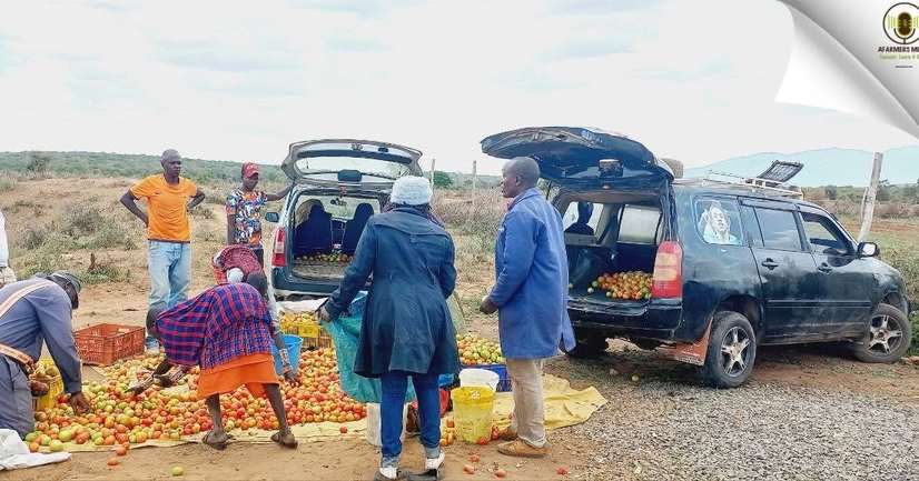 Farmers sorting tomatoes by the roadside for collection